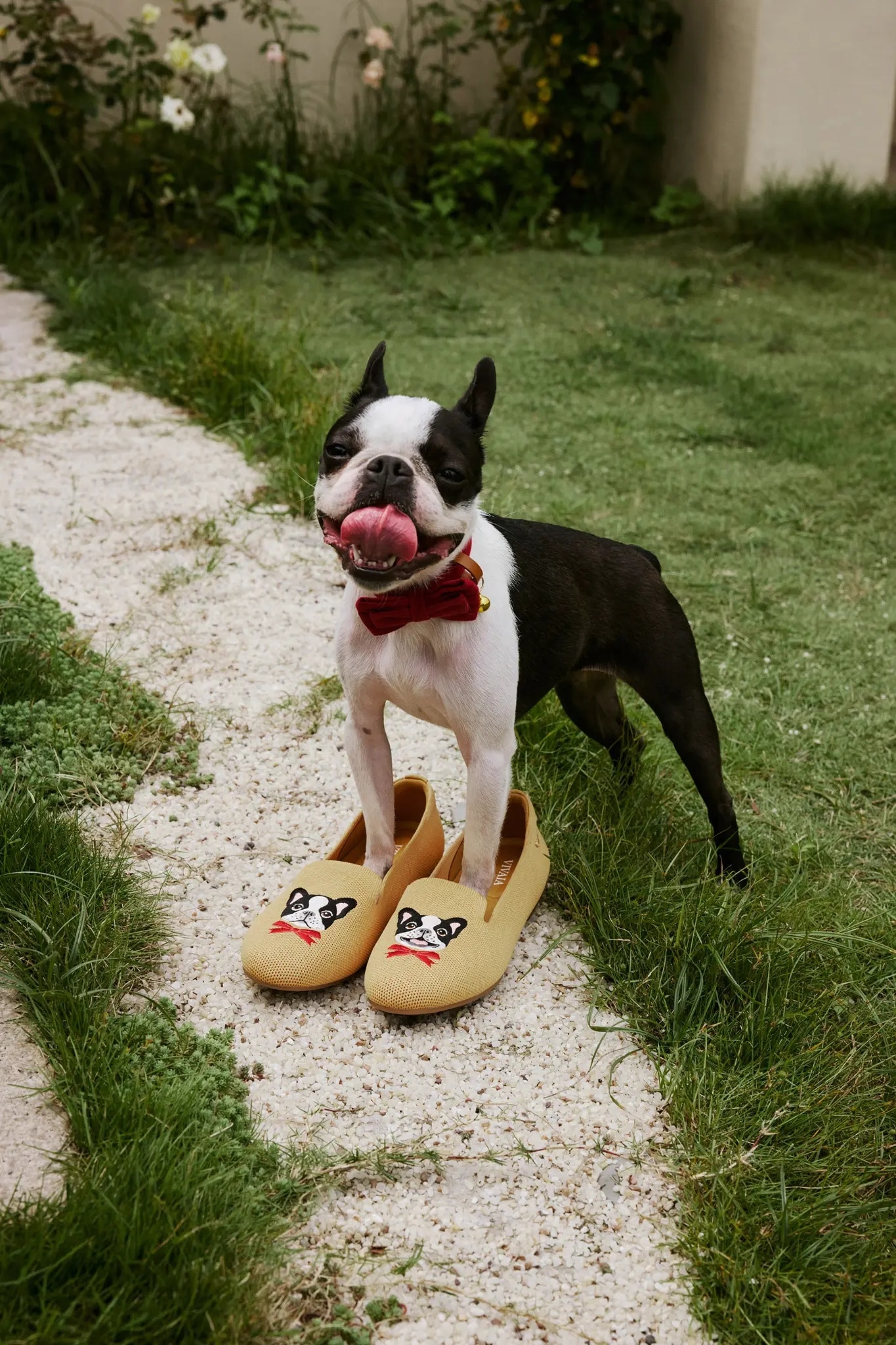 Mustard Yellow – Dapper Dog