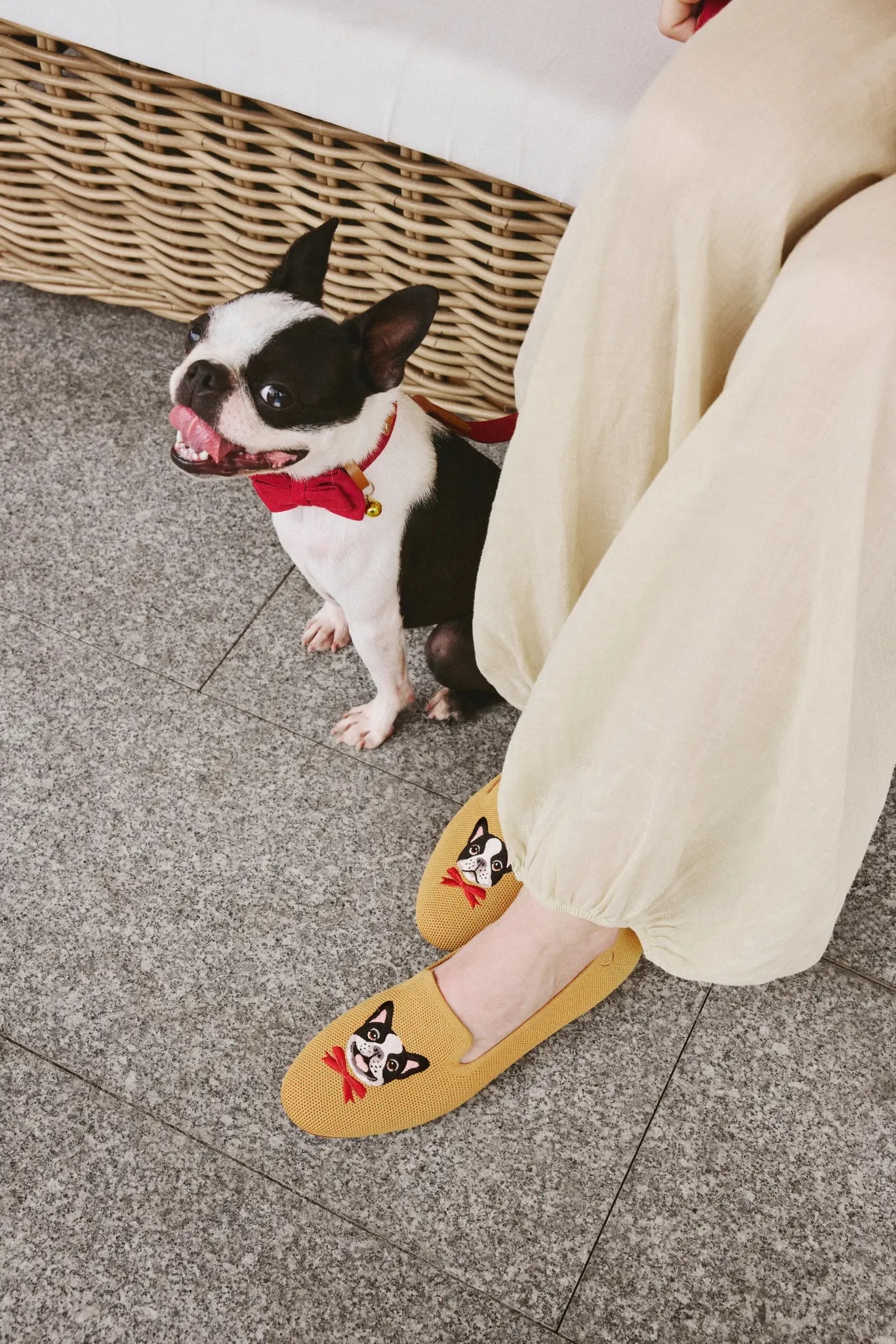 Mustard Yellow – Dapper Dog