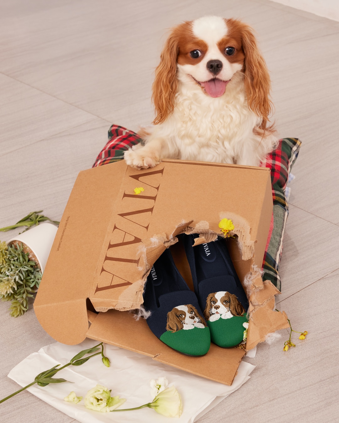 A happy Cavalier King Charles Spaniel chews open a VIVAIA box to reveal navy-green Audrey loafers